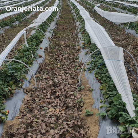 Мулчиращо фолио - мулч черно или сиво, снимка 2 - Оранжерии - 37452196