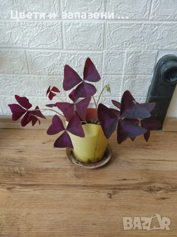 кралска детелинка, снимка 1