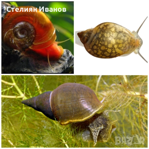 Охлюви за аквариум или градинско езерце - Planorbis planorbis, Lymnaea stagnalis, Physella acuta