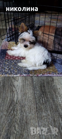 Продавам Йоркширски териер , снимка 8 - Йоркширски териер - 53016088