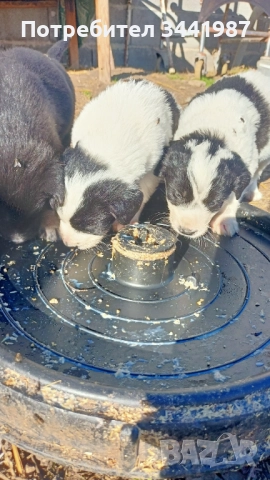 Каракачанки кучета , снимка 4 - Каракачанска овчарка - 52521908