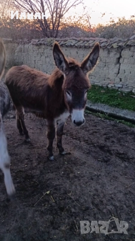 Мъжко магаренце