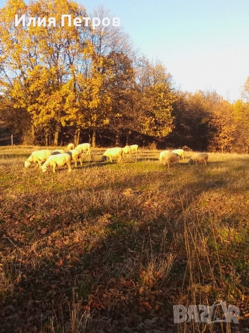 овце , снимка 2 - Овце - 52458196