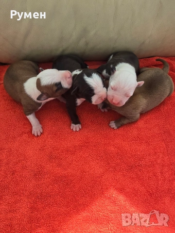 Американски стафордшир териер , снимка 2 - Американски стафордширски териер - 53970216