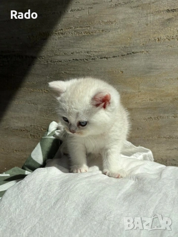 Клепоухи сребърни чинчили, снимка 12 - Чинчили - 54220677