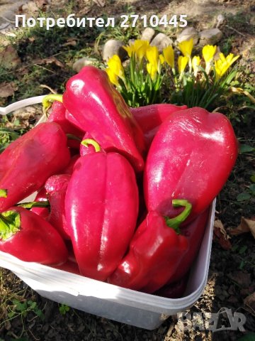 СЕМЕНА  от домати, пипер, камби и др. 