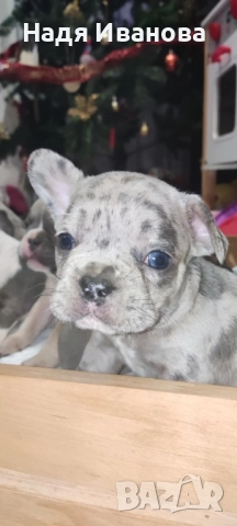 Френски булдог - Мерле, снимка 15 - Френски булдог - 52795127