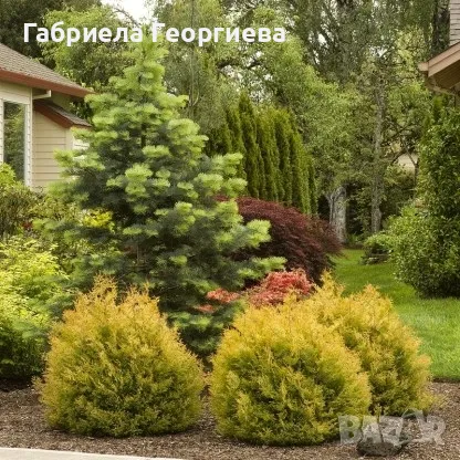 Западна туя "Рейнголд "