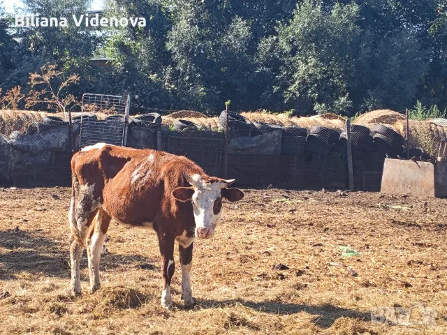 Продавам крави, юници и телета , снимка 14 - Крави - 55324137