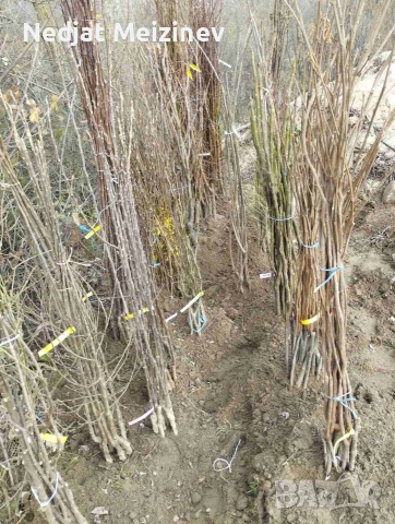 Овощни плодни дръвчета