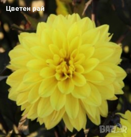 Грудки на няколко цвята далии , снимка 17 - Градински цветя и растения - 52506160