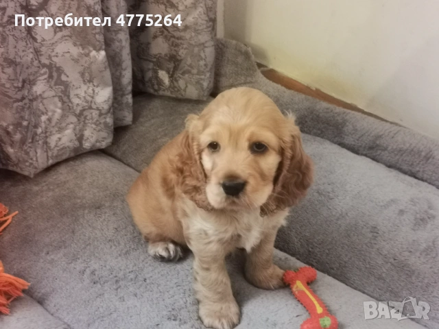 Американски кокер шпаньол