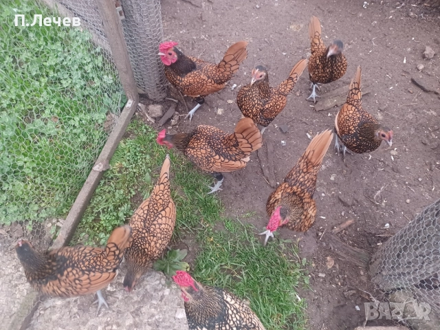 Зибрайт , снимка 6 - други­ - 51337633