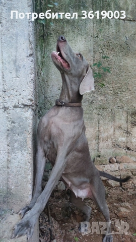 Ваймаранери , снимка 18 - Ваймаранер - 54205375