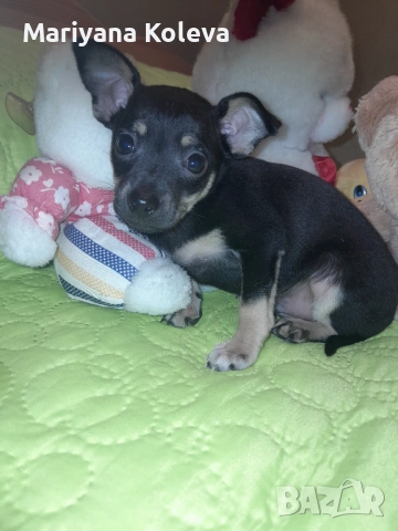 Продавам пинчер, снимка 4 - Пинчер - 53940157