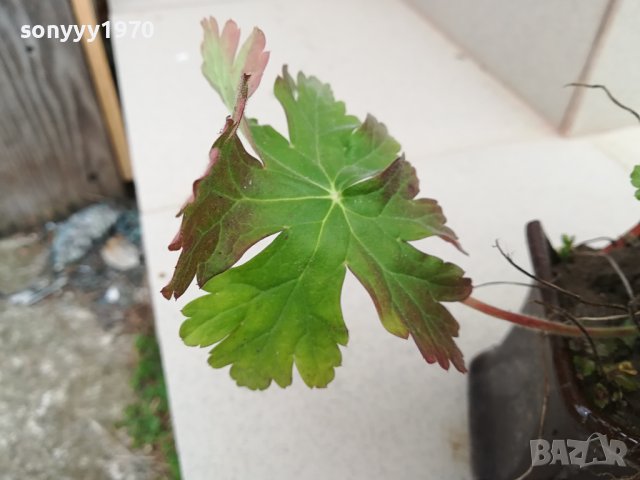 здравец в саксия с почва 2702241606, снимка 11 - Градински цветя и растения - 44495750