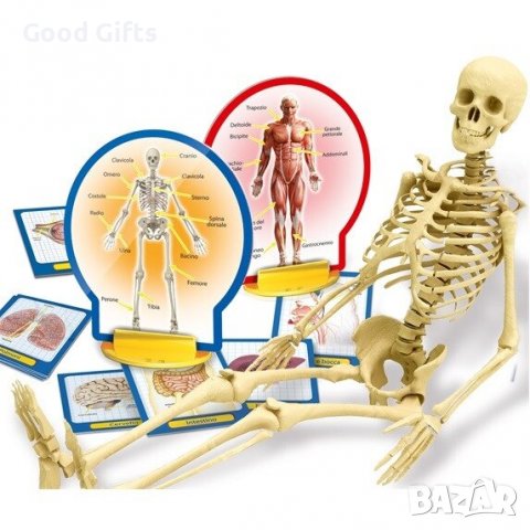 LISCIANI Малък гений: Открийте човешкото тяло, снимка 2 - Образователни игри - 38270853