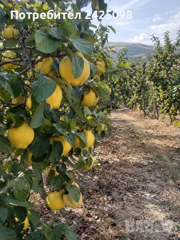 Продавам дюли за ракия – 0,45 €/кг, снимка 2 - Други - 56438251