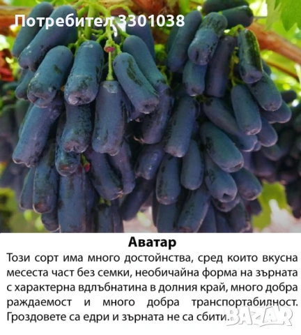 Резници от лози Аватар, Рататуй, Бананас и др. бутикови сортове грозде