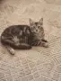 котенца Мейн Куун, снимка 18