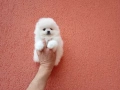 Бяло момченце. Померан. Снимки от днес!, снимка 4
