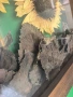 Слънчогледи , снимка 11