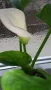 Продавам цветя Кала, снимка 5