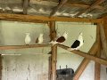 Продавам гълъби:Унгарски мевки