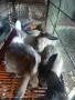 Зайци домашни различни видове, снимка 5