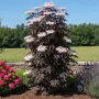 Бъз „Черна кула“ – Sambucus nigra ‘Black Tower’, снимка 2