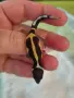 Eublepharis macularius (леопардов гекон), снимка 5