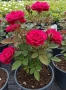 Контейнерни рози, щамбова рози, снимка 2