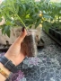 Разсад домати Нови Искър, снимка 4