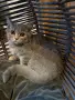 Британски / шотландски котета , снимка 10
