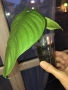 Philodendron Tenue , снимка 1