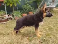 Немска овчарка 3бр.женски, снимка 6