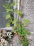 Индрише, лезетра големи растения и разсад, снимка 12