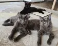 Котенца Мейн-Кун , снимка 2