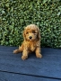 Мини пудели / Mini Poodles, снимка 3