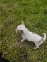 чихуахуа кучета , снимка 1