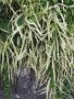 Анредера Анредера кордифолия /Anredera cordifolia/ -увивно цъфтяще цветето, снимка 1