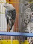 Продавам чифт  корели, снимка 1