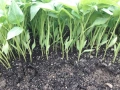 Продавам разсад за Пипер и Домати , снимка 4