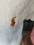 Дамска тениска ПОЛО в бял цвят Л ХЛ последни размери , снимка 3