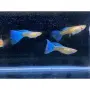 Гупи Синя Московска група и Albino Blue Topaz, снимка 1