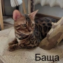 Бенгалска котка, снимка 6