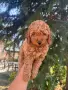 Мини пудел априкот, снимка 4