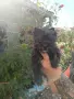Черна мини госпожица вече  на два месеца с две ваксини и обезпаразитена многократно, снимка 4