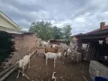 Продавам крави и кози, снимка 4