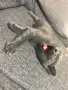 Коте търси дом - София - спешно , снимка 2